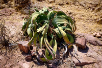 Welwitschia plant (Welwitschiaceae) at Three Stages Petrified Forest
