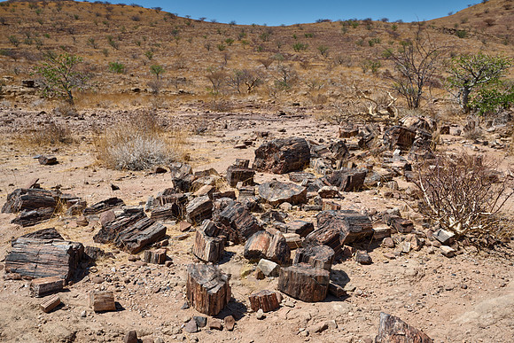 Three Stages Petrified Forest