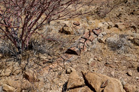 Three Stages Petrified Forest