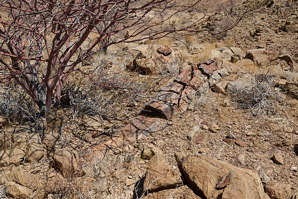 Three Stages Petrified Forest