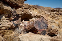 Three Stages Petrified Forest