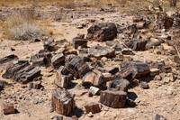Three Stages Petrified Forest