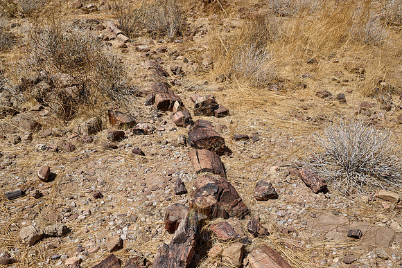Three Stages Petrified Forest