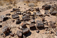 Three Stages Petrified Forest