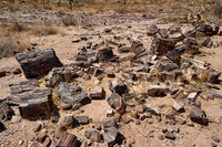 Three Stages Petrified Forest