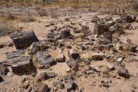 Three Stages Petrified Forest