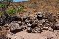 Three Stages Petrified Forest