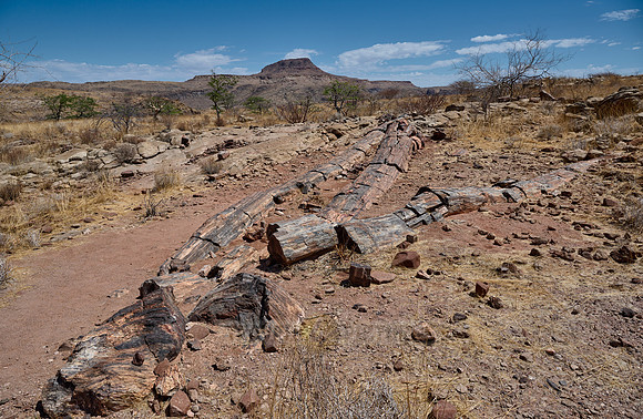 Three Stages Petrified Forest