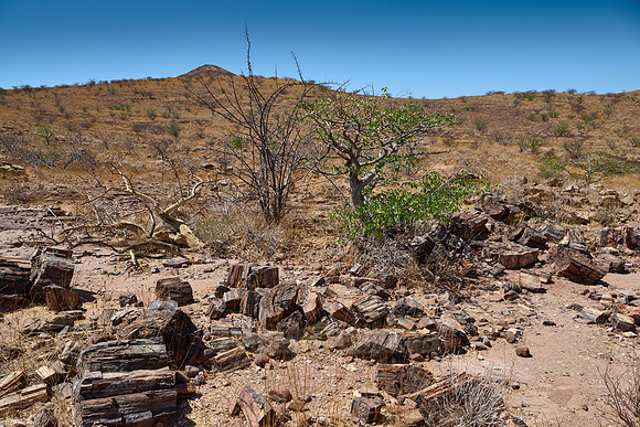 Three Stages Petrified Forest