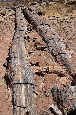 Three Stages Petrified Forest
