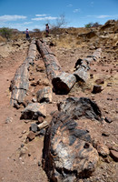 tourist with local guide at Three Stages Petrified Forest