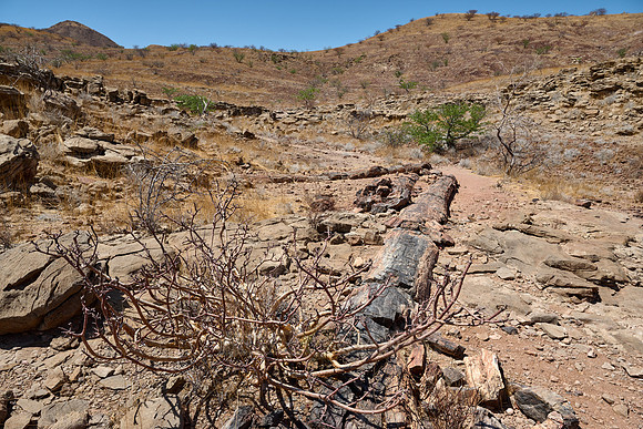 Three Stages Petrified Forest
