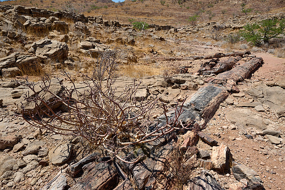Three Stages Petrified Forest