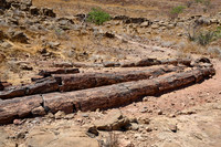 Three Stages Petrified Forest