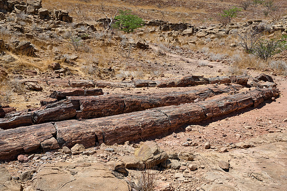 Three Stages Petrified Forest