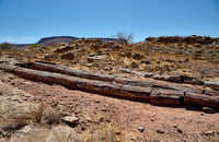 Three Stages Petrified Forest