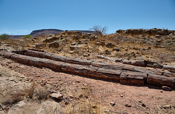 Three Stages Petrified Forest