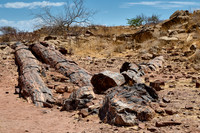 Three Stages Petrified Forest