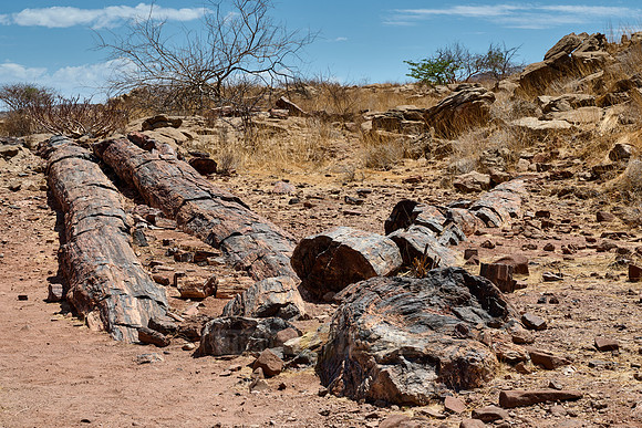Three Stages Petrified Forest
