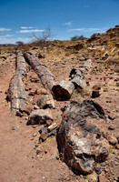 Three Stages Petrified Forest