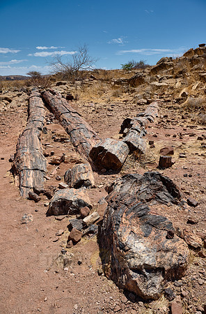 Three Stages Petrified Forest