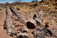 Three Stages Petrified Forest