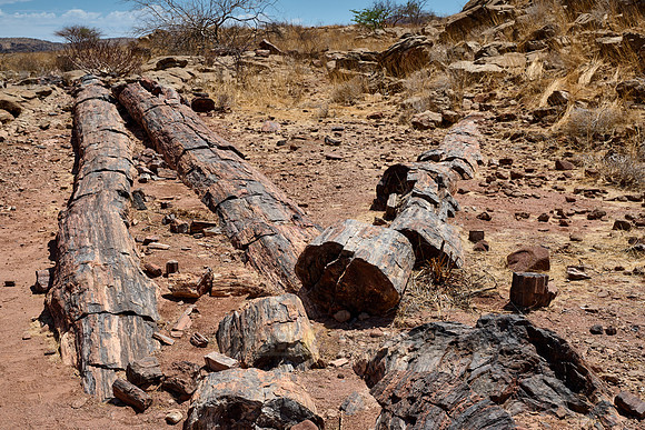 Three Stages Petrified Forest