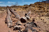 Three Stages Petrified Forest, 11-2023