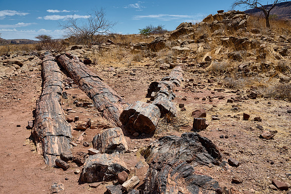Three Stages Petrified Forest
