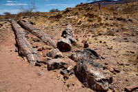 Three Stages Petrified Forest