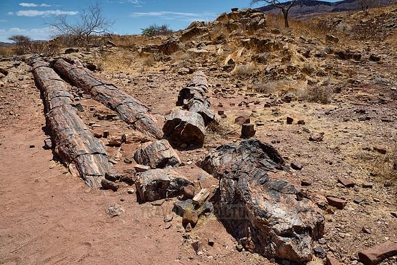 Three Stages Petrified Forest