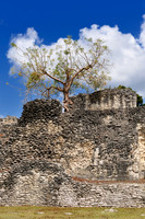 in wall grown tree