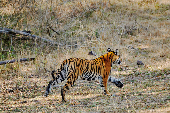 Bengal tiger, (Panthera tigris tigris) running away