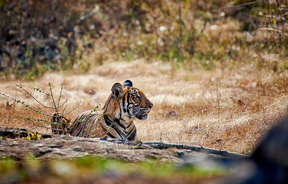 Bengal tiger, (Panthera tigris tigris)