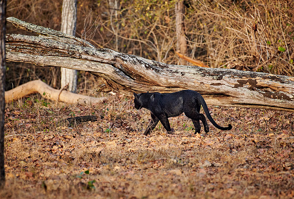 the elusive Black panther, melanistic  Indian leopard