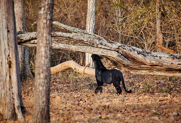 the elusive Black panther, melanistic  Indian leopard
