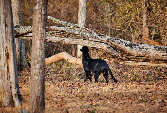 the elusive Black panther, melanistic  Indian leopard