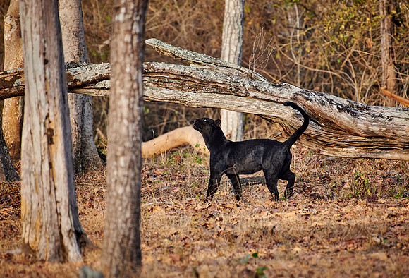 the elusive Black panther, melanistic  Indian leopard