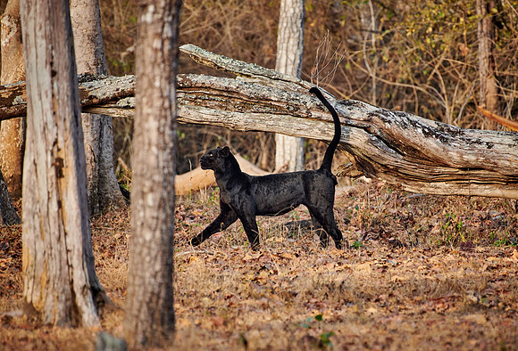 the elusive Black panther, melanistic  Indian leopard