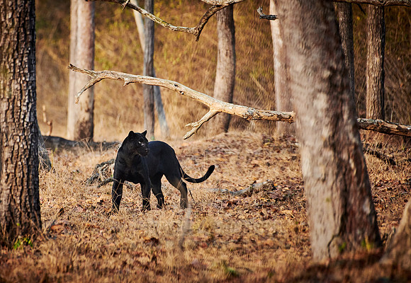 the elusive Black panther, melanistic  Indian leopard