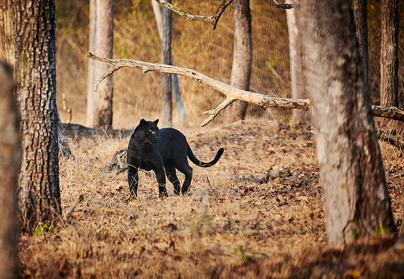 the elusive Black panther, melanistic  Indian leopard