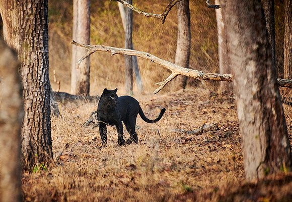 the elusive Black panther, melanistic  Indian leopard