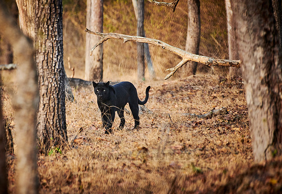 the elusive Black panther, melanistic  Indian leopard