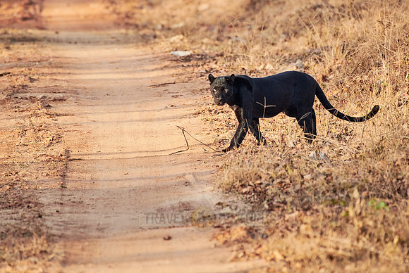 the elusive Black panther, melanistic  Indian leopard