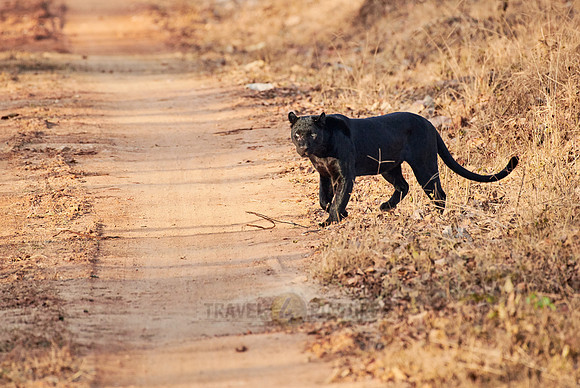 the elusive Black panther, melanistic  Indian leopard