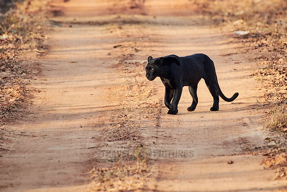the elusive Black panther, melanistic  Indian leopard