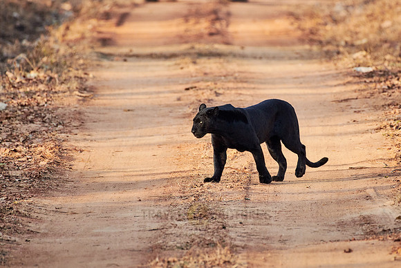the elusive Black panther, melanistic  Indian leopard