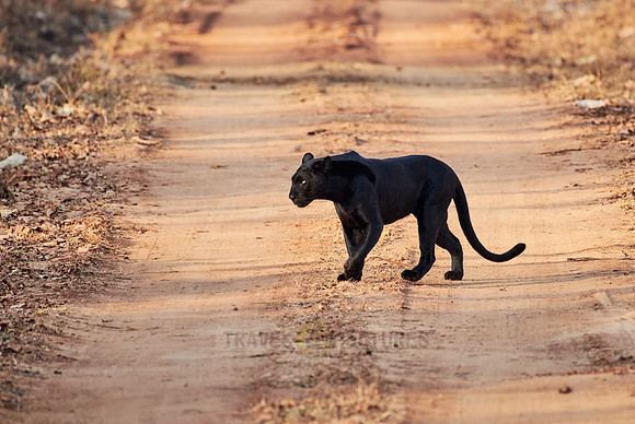 the elusive Black panther, melanistic  Indian leopard