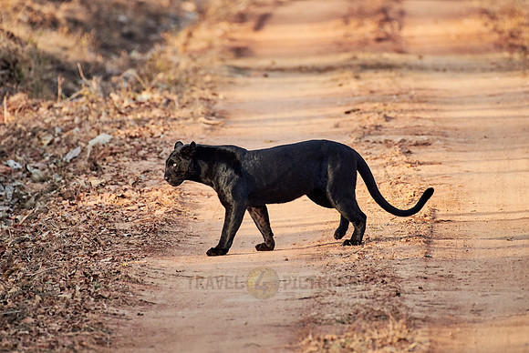 the elusive Black panther, melanistic  Indian leopard