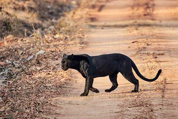 the elusive Black panther, melanistic  Indian leopard